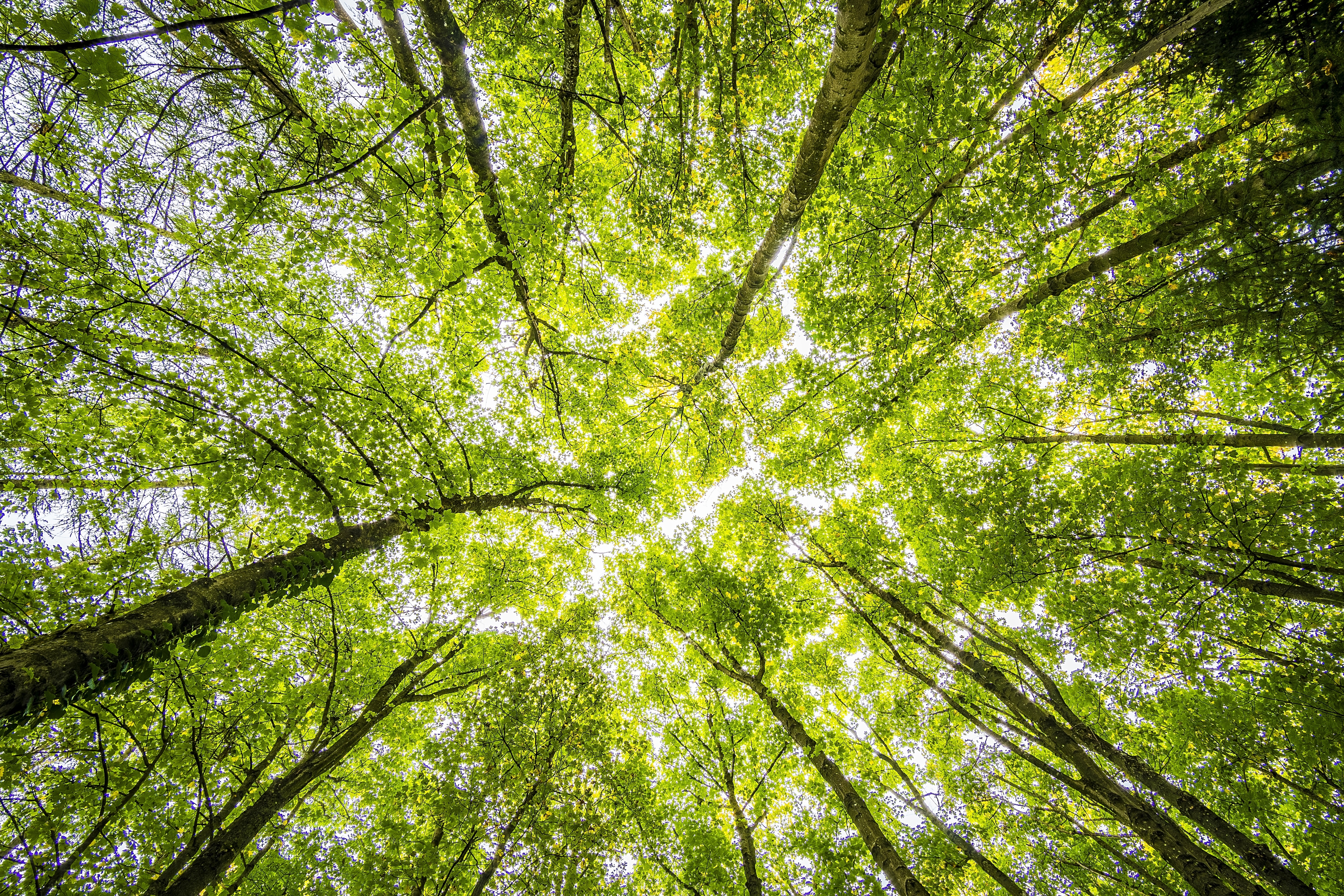 rees in a lush forest, creating a serene and vibrant natural environment.