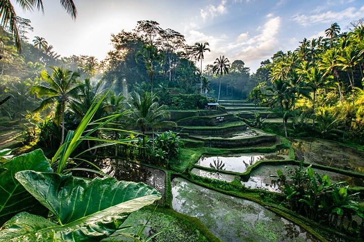 Guide to Ubud: Things to Do, Where to Stay, Food, Drink and more! 