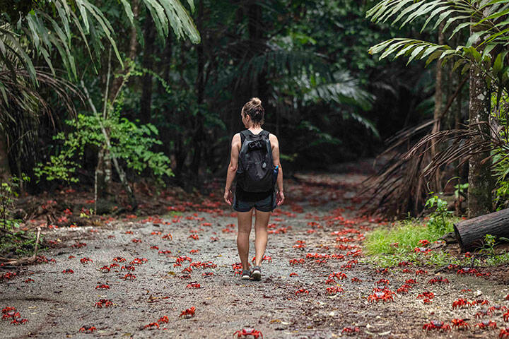 Hiking with red crabs in the forests of Cocos Keeling Islands