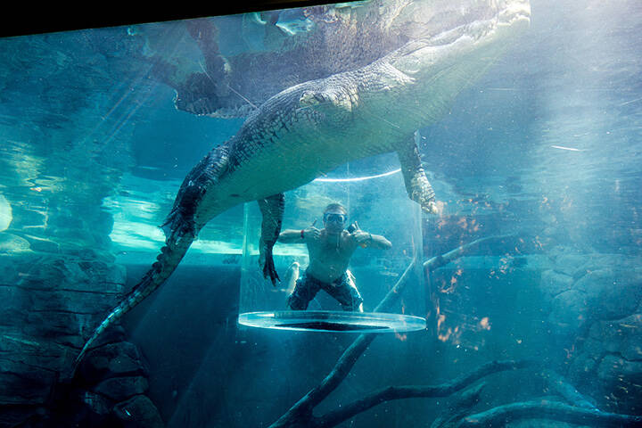 A young man diving with a crocodile in a cage at Crocosaurus Cove in Darwin, Northern Territory, Australia 
