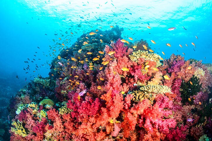 Paradise in Fiji - colour coral reefs