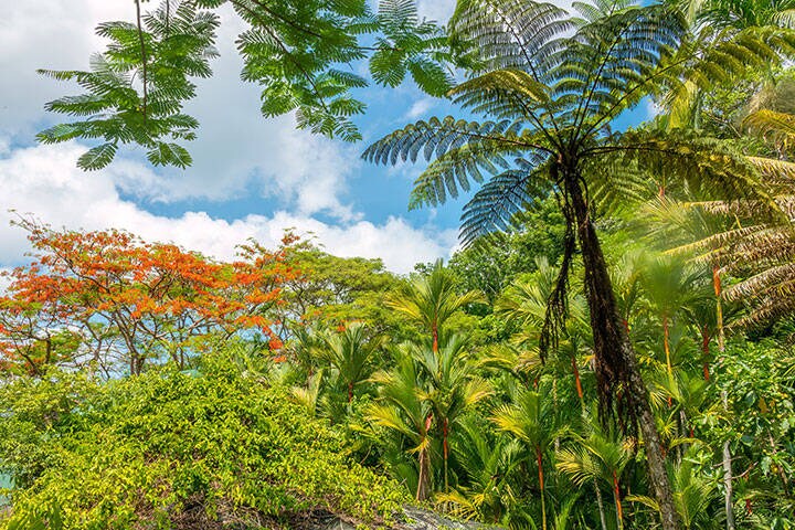 Garden of the Sleeping Giant Viti Levu, Fiji