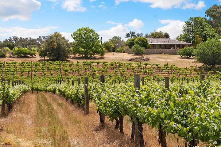 The vineyards at Ambrook Wines, Swan Valley 