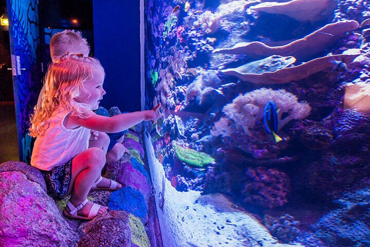SEA LIFE Sunshine Coast Aquarium is a marine mammal park, oceanarium and wildlife sanctuary where visitors can explore the underwater world 