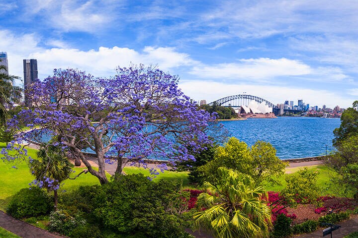 Jacarandas, Royal Botanic Garden Sydney
