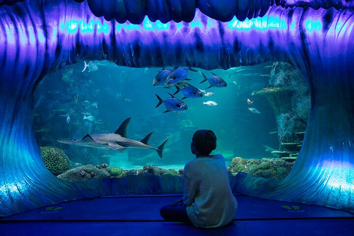 Visitor enjoying his visit at SEA LIFE Sydney Aquarium, Darling Harbour