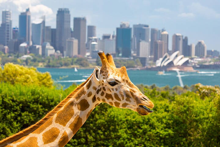 Taronga Zoo Giraffes, with the view of the Opera House and harbour in the background