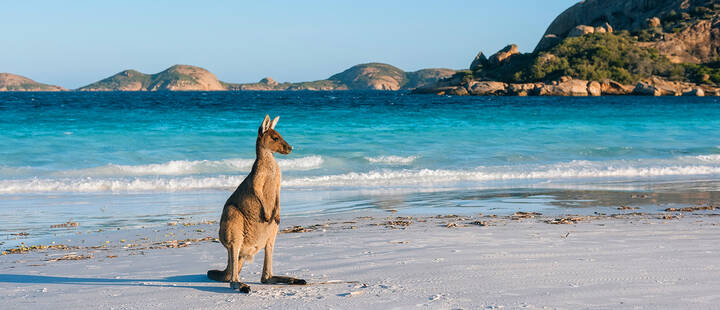 Kangaroo on Lucky Bay Beach in Esperance