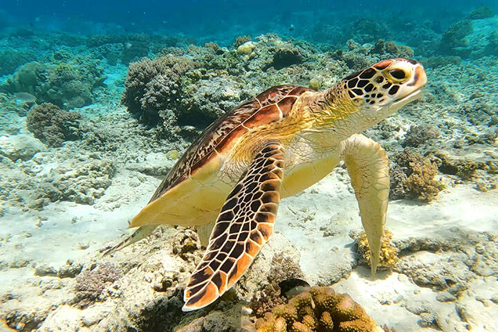 A sea turtle swimming over a coral reef in Gili Trawangan