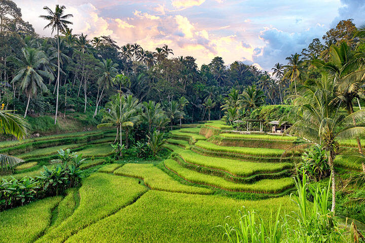 Beautiful bright green rice terraces in Tegalalang in Bali, Indonesia