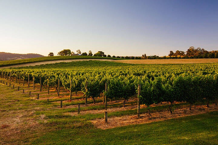 Yarra Valley Vineyard in Victoria, Australia